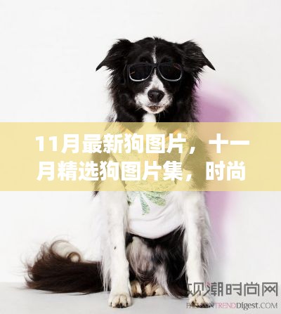 十一月精选时尚潮流狗图片集,知识与潮流的交汇点