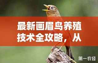 最新画眉鸟养殖技术全攻略,从入门到精通,教你如何养好画眉鸟(11月版)
