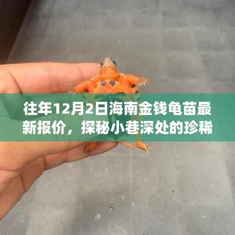 探秘海南金钱龟苗，珍稀宝藏与最新报价的传奇故事