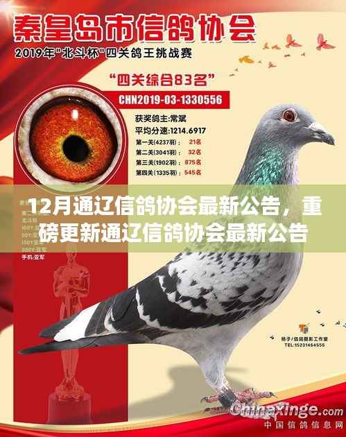 通辽信鸽协会12月最新公告，精彩活动抢先看，快来参与协会重磅更新！