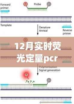 揭秘十二月实时荧光定量PCR常用探针秘籍,小红书分享指南