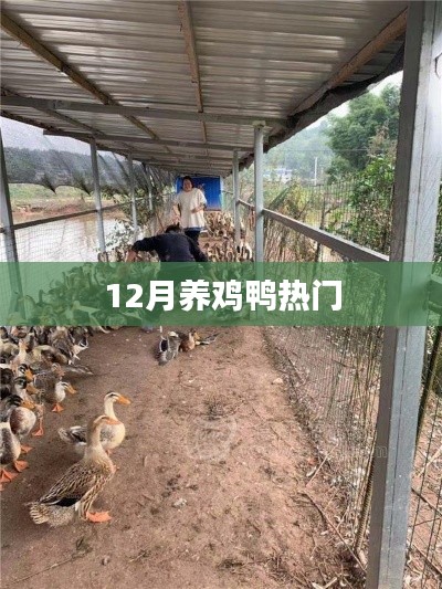冬季鸡鸭养殖热门知识指南