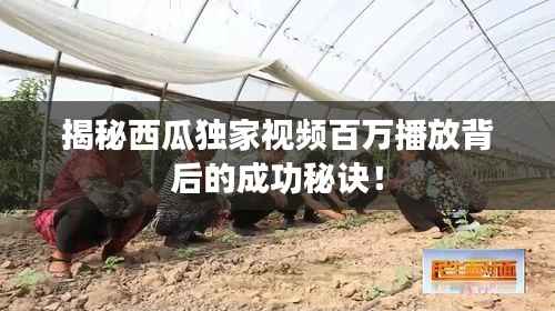 揭秘西瓜独家视频百万播放背后的成功秘诀!