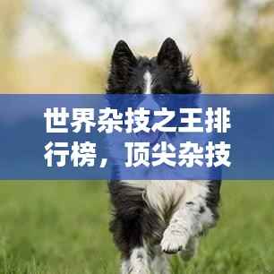 世界杂技之王排行榜，顶尖杂技团体大比拼！