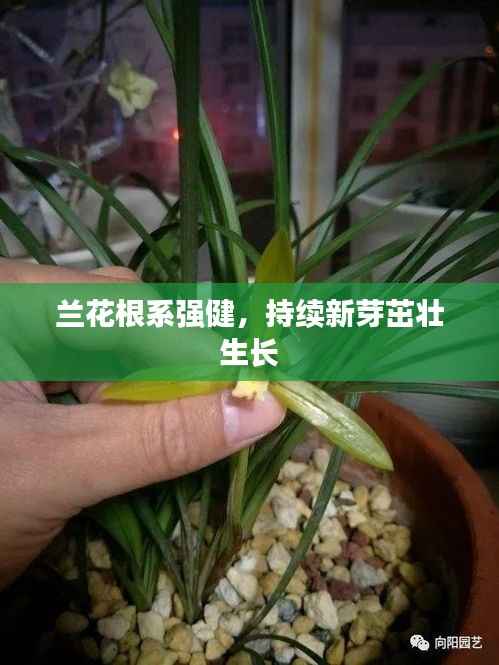 兰花根系强健，持续新芽茁壮生长