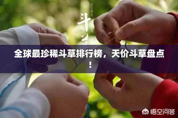 全球最珍稀斗草排行榜，天价斗草盘点！