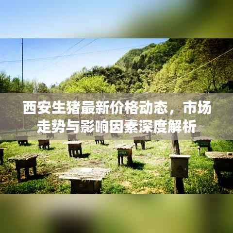 西安生猪最新价格动态,市场走势与影响因素深度解析