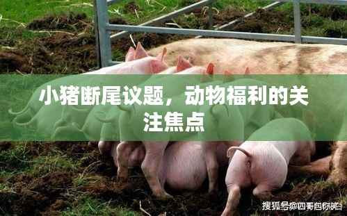 小猪断尾议题，动物福利的关注焦点