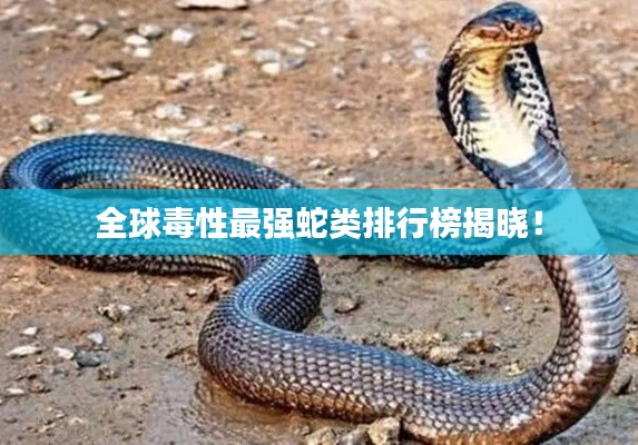 全球毒性最强蛇类排行榜揭晓！