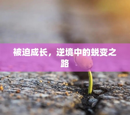 被迫成长，逆境中的蜕变之路